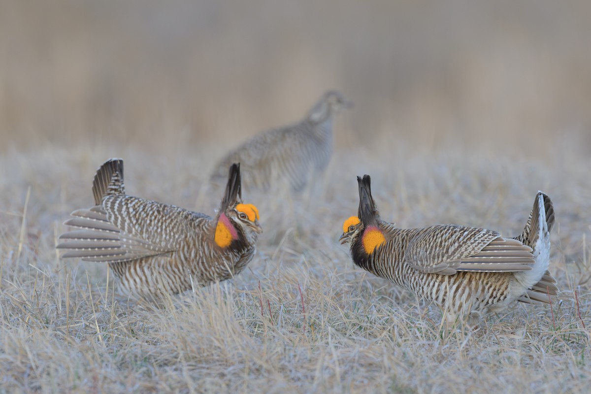 Greater Prairie-Chicken - Nina Hale