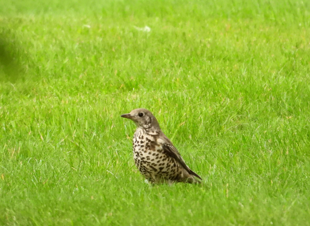 Mistle Thrush - ML617612152