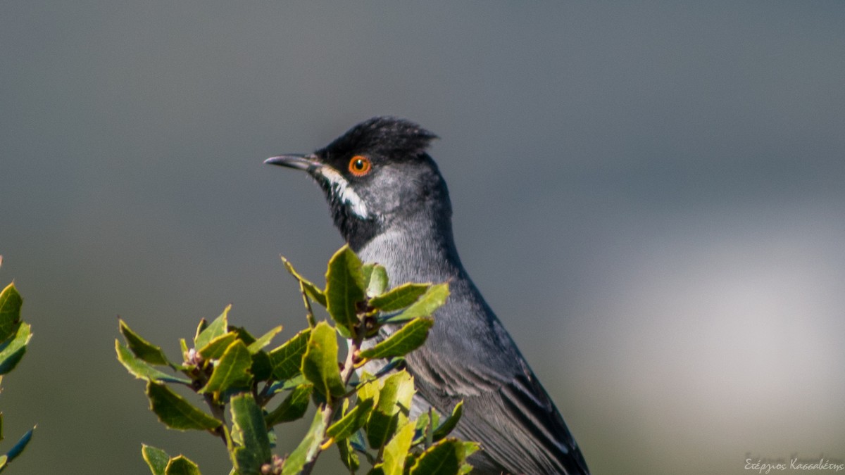 Rüppell's Warbler - Stergios Kassavetis