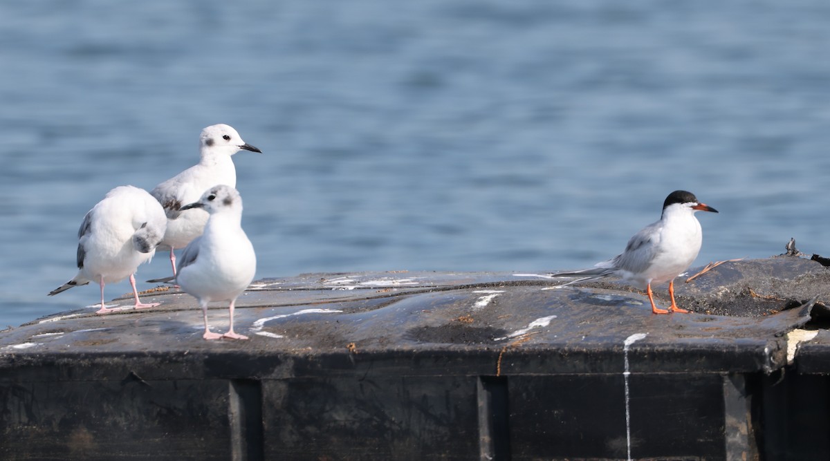 Bonaparte's Gull - ML617612254