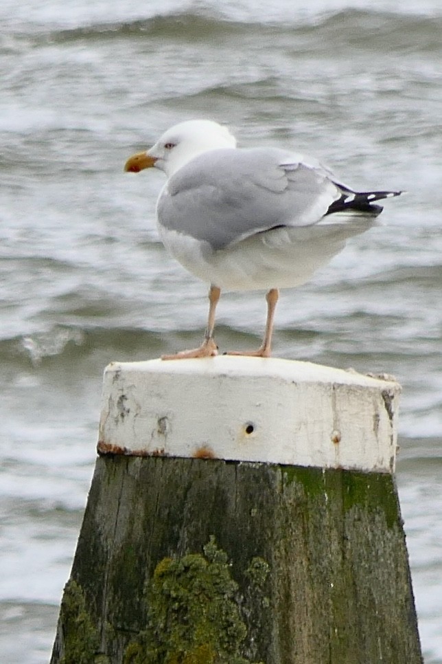 Gaviota Argéntea - ML617612257