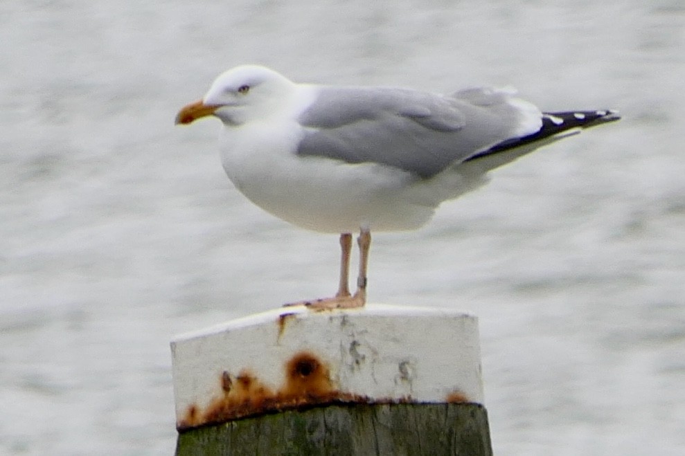 Gaviota Argéntea - ML617612259