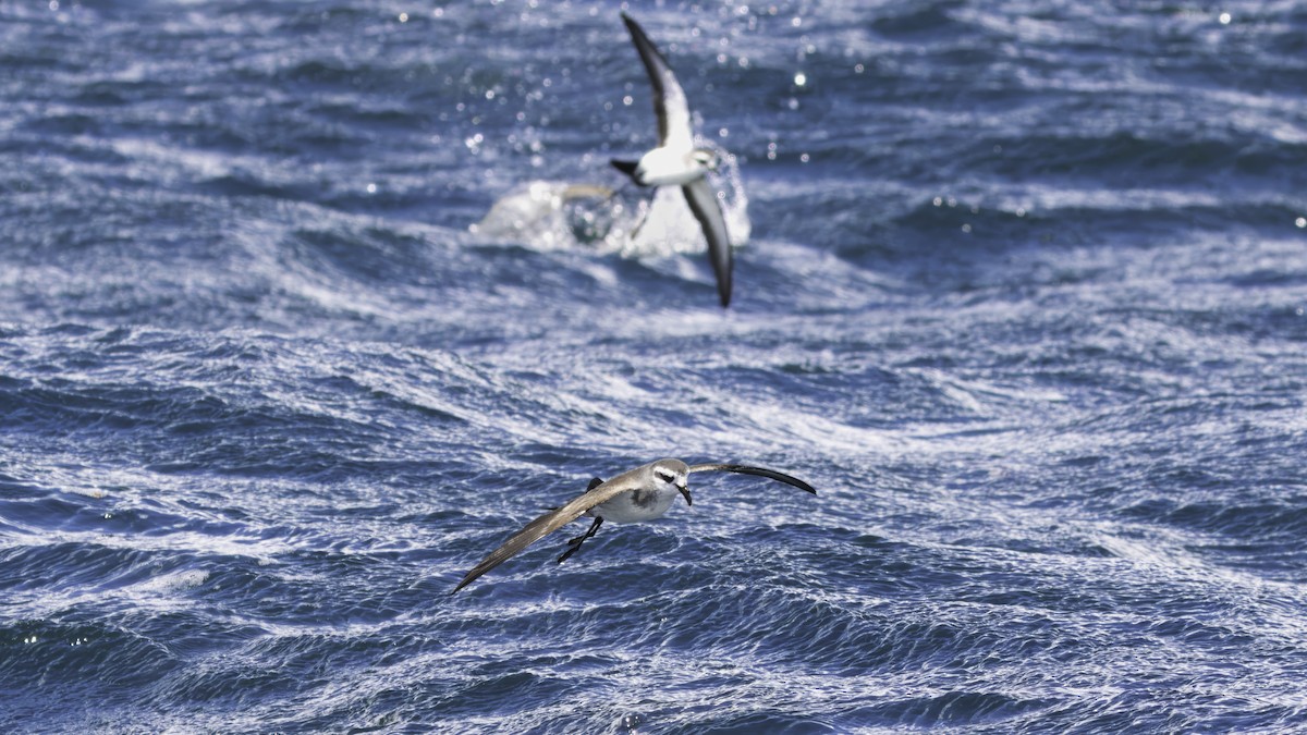 White-faced Storm-Petrel - Markus Craig