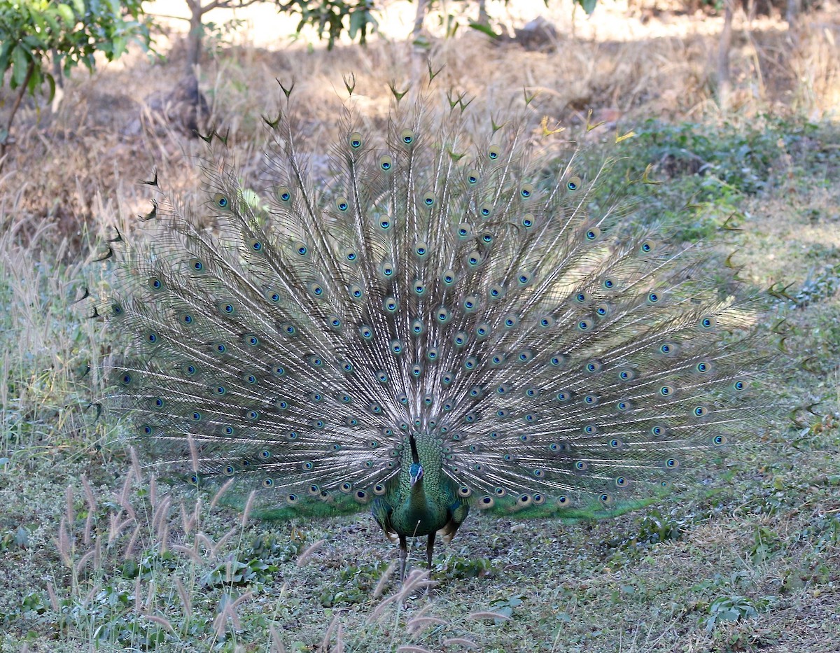 Green Peafowl - ML617612274