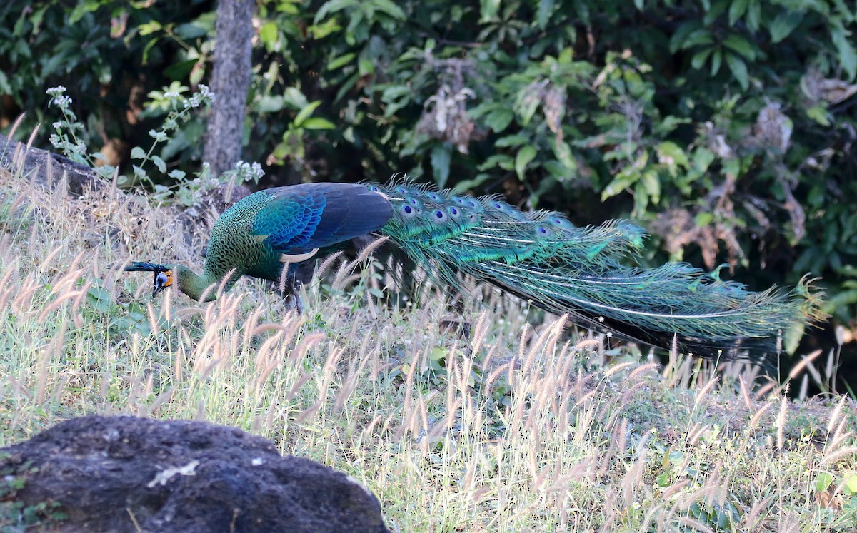 Green Peafowl - ML617612281