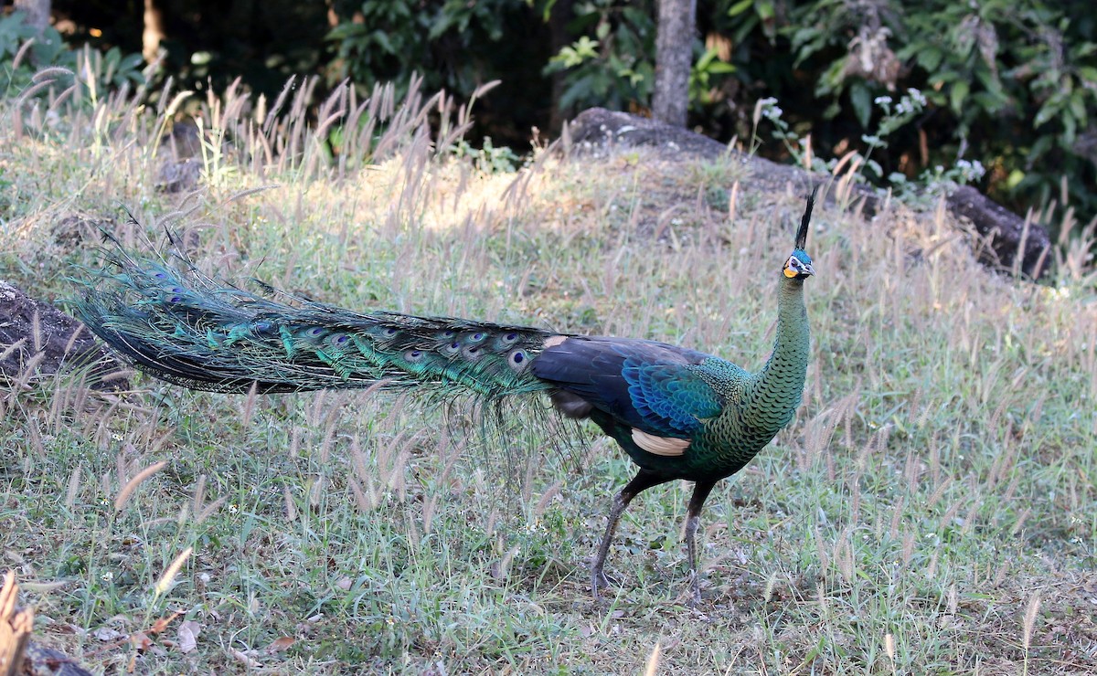 Green Peafowl - ML617612283