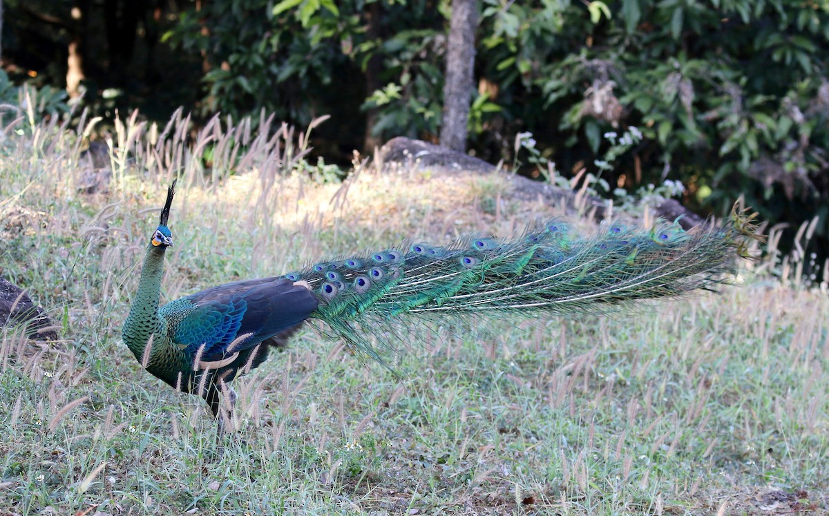 Green Peafowl - ML617612285