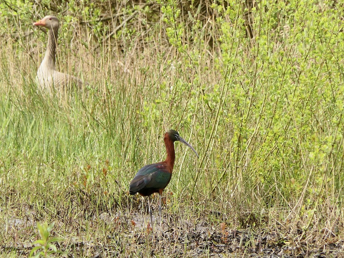 Glossy Ibis - ML617612290