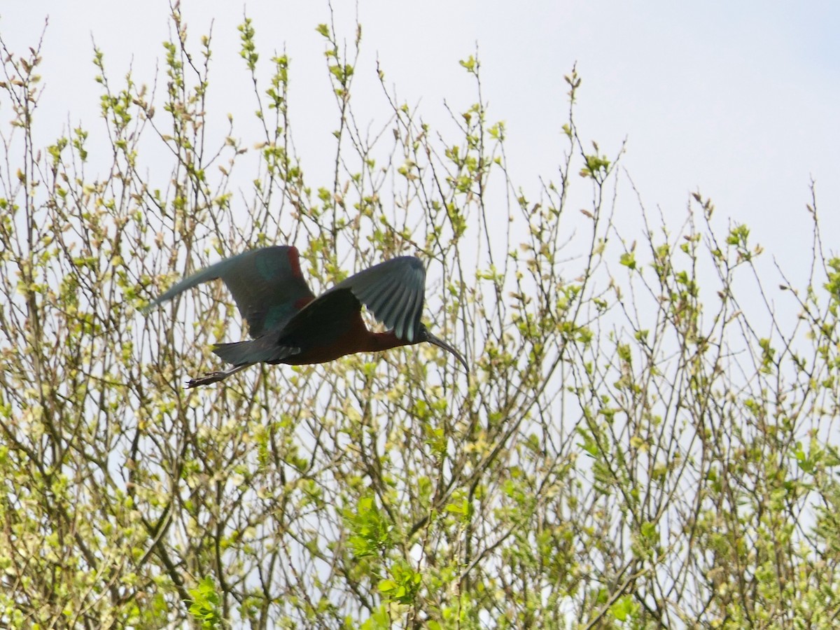 Glossy Ibis - ML617612291