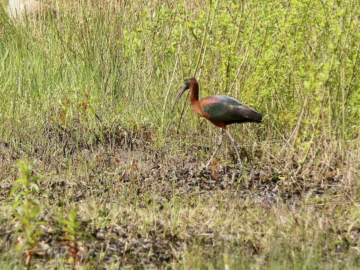 Glossy Ibis - ML617612292