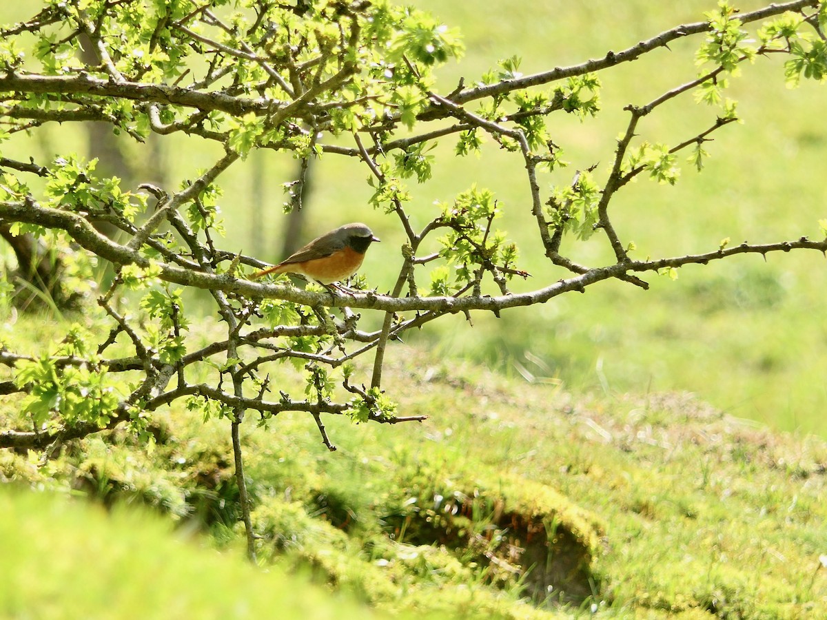 Common Redstart - ML617612306