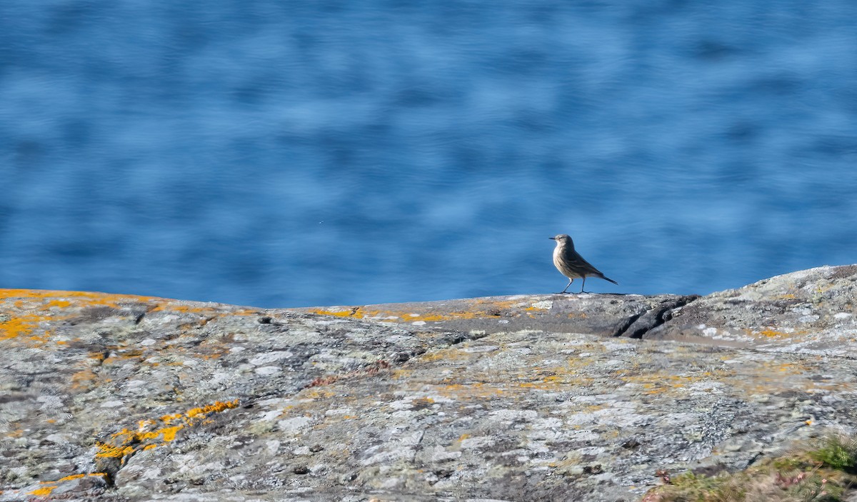 Rock Pipit (Eastern) - ML617612380