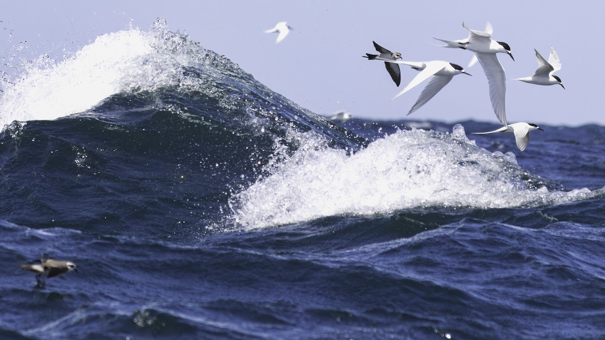 Weißstirn-Seeschwalbe - ML617612386