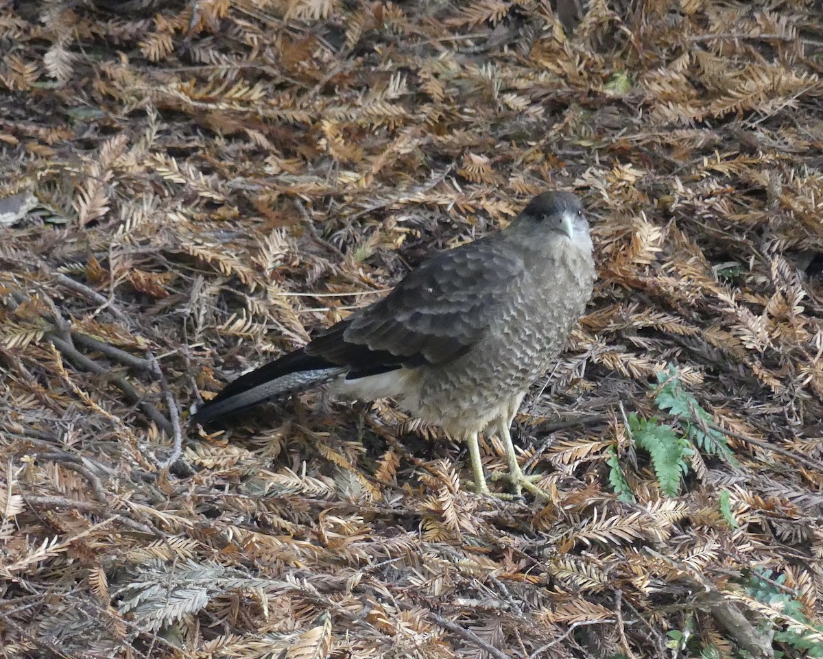 Chimango Caracara - joaquin vial