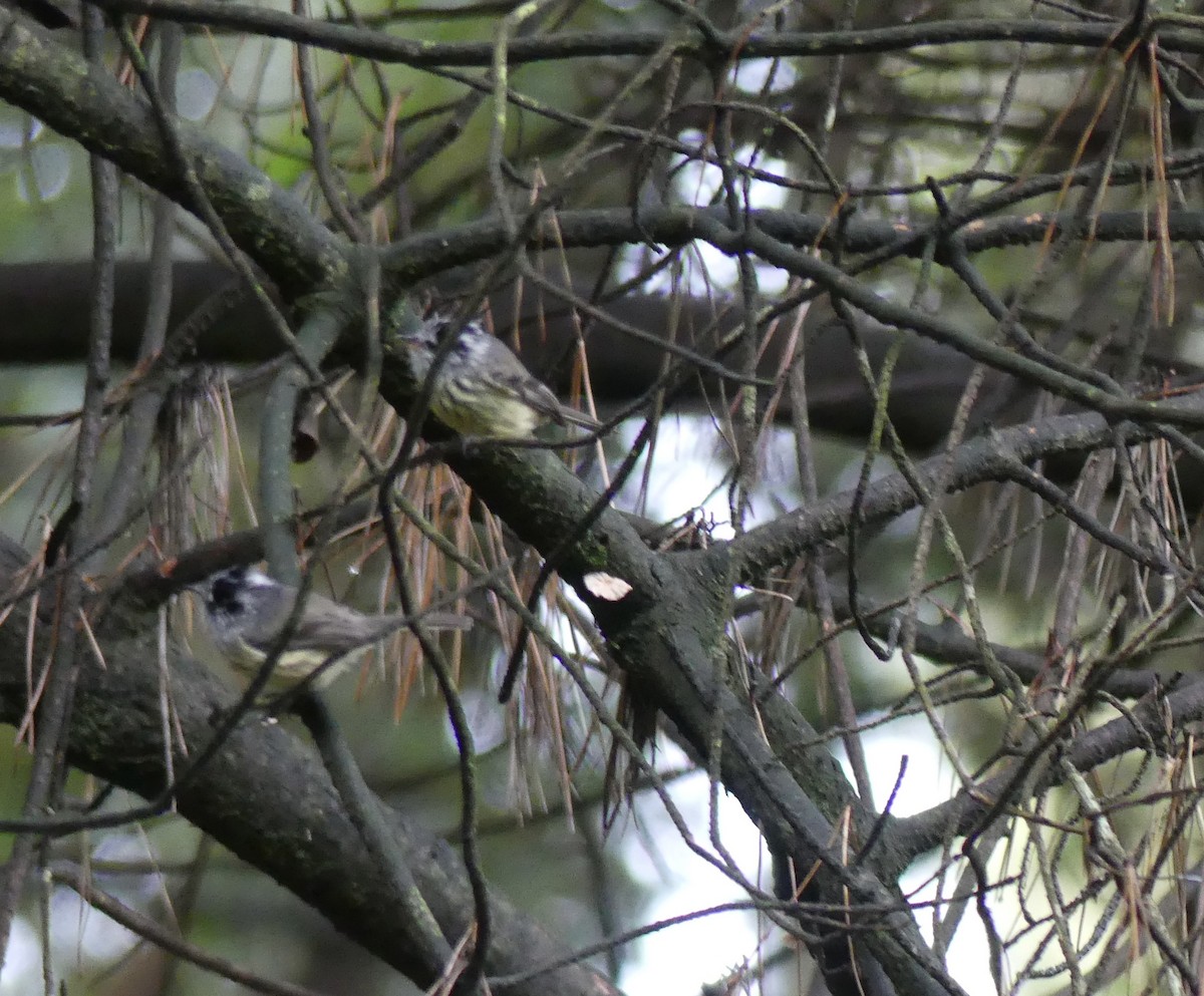 Tufted Tit-Tyrant - ML617612412