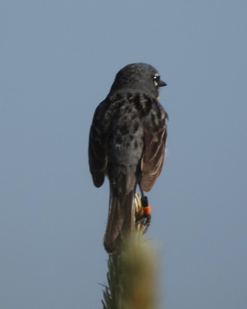 Kirtland's Warbler - Nick Komar