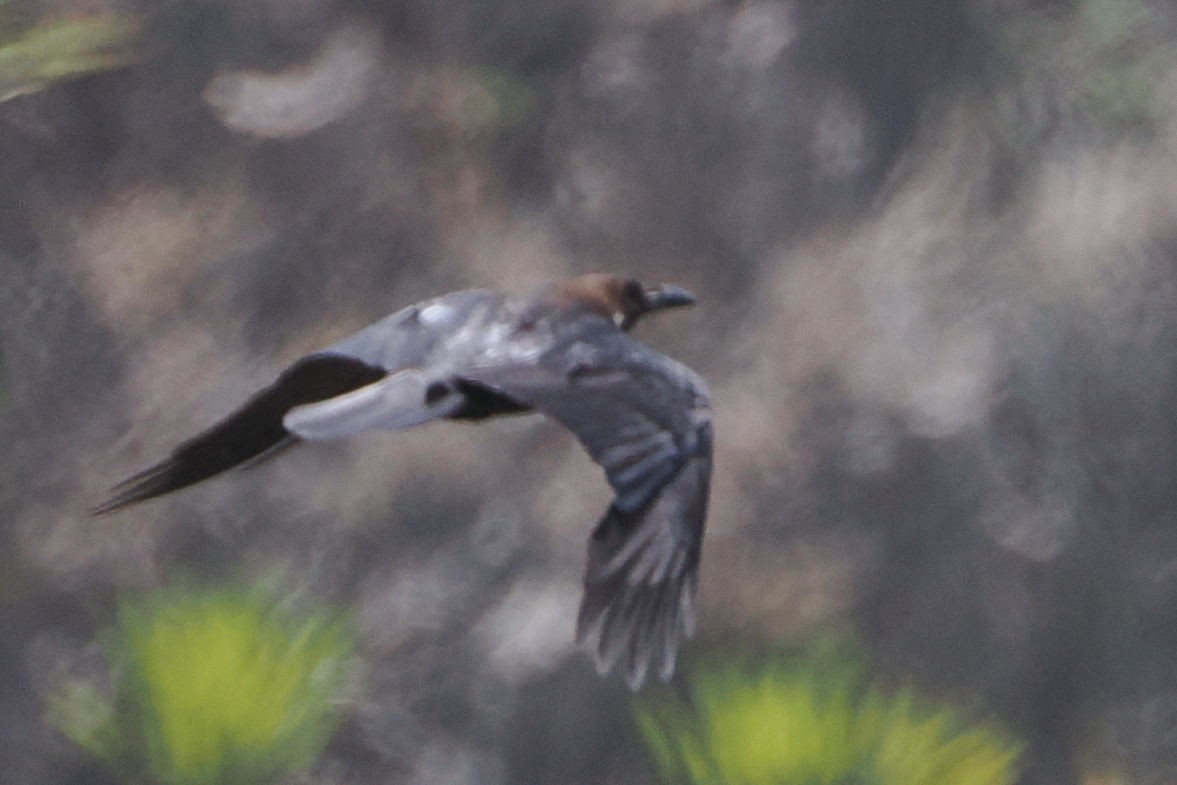 Brown-necked Raven - steve b