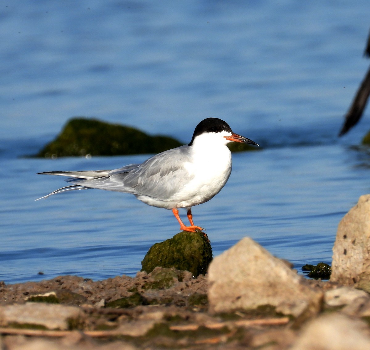 Forster's Tern - ML617612598