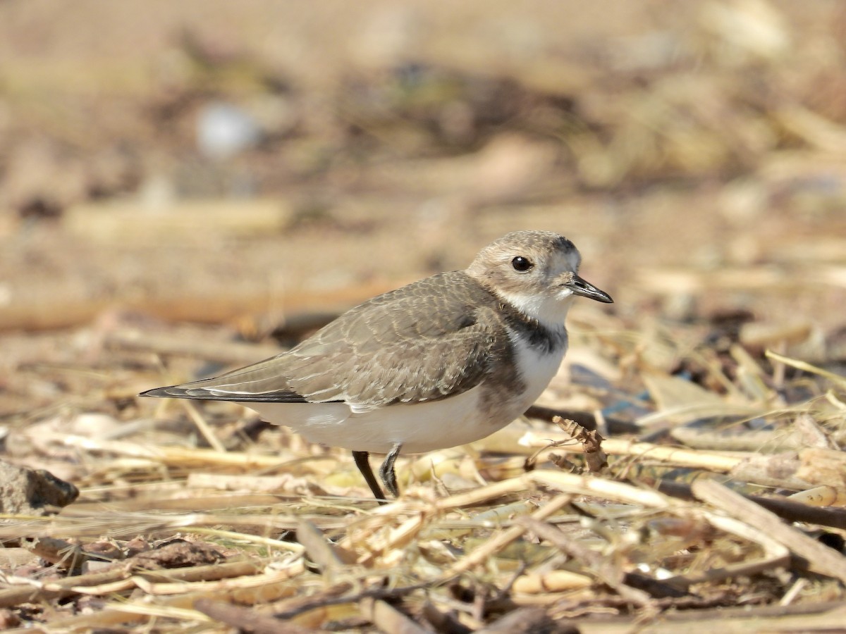 Two-banded Plover - ML617612601