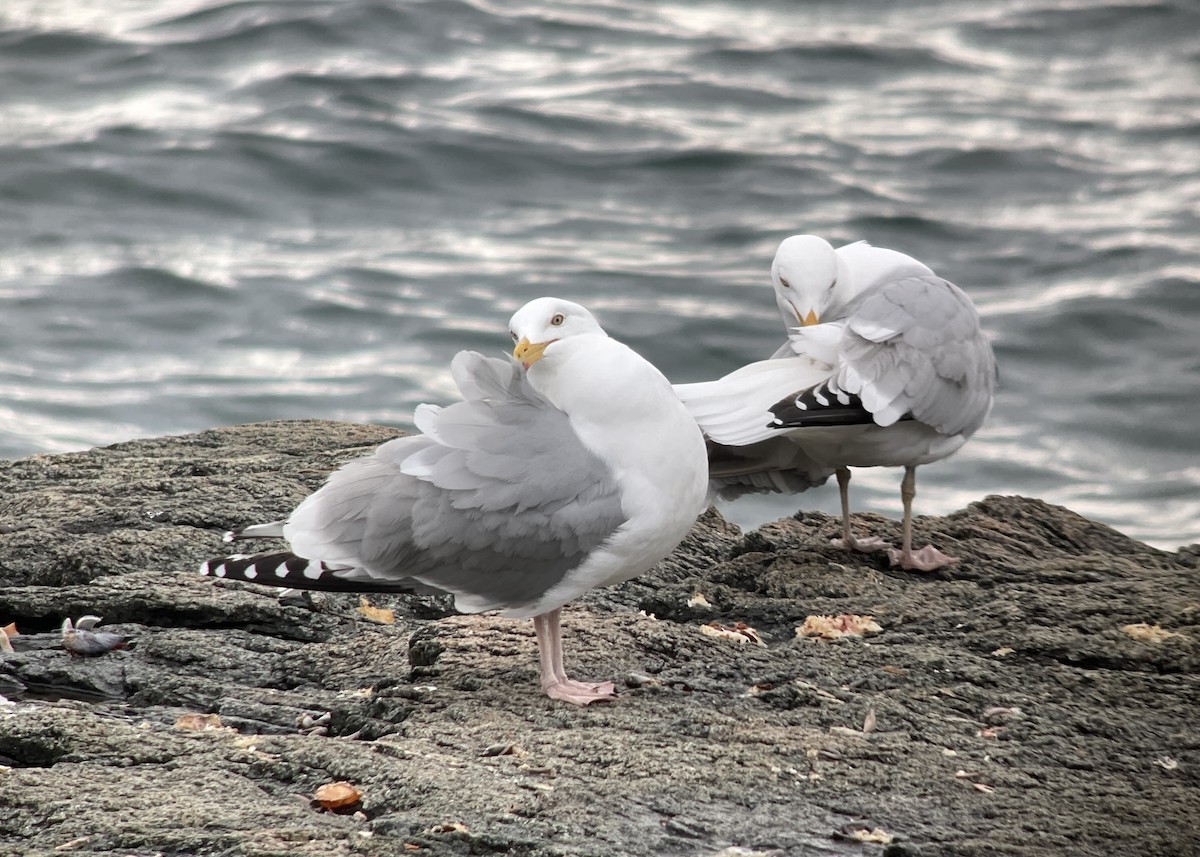 Gaviota Argéntea - ML617612607