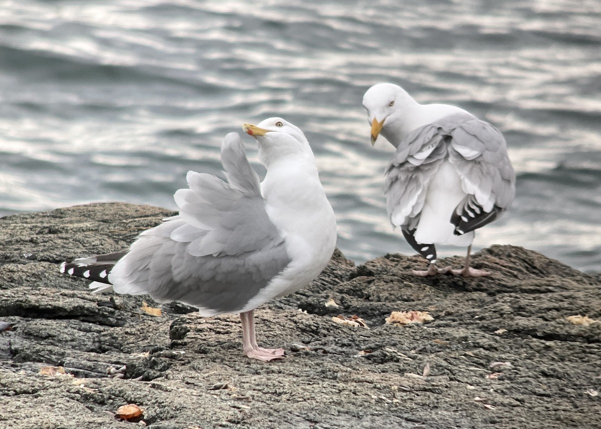 Herring Gull - ML617612608