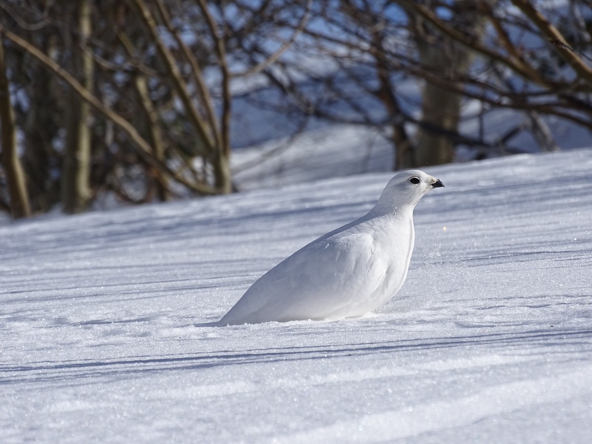 White-tailed Ptarmigan - ML617612646