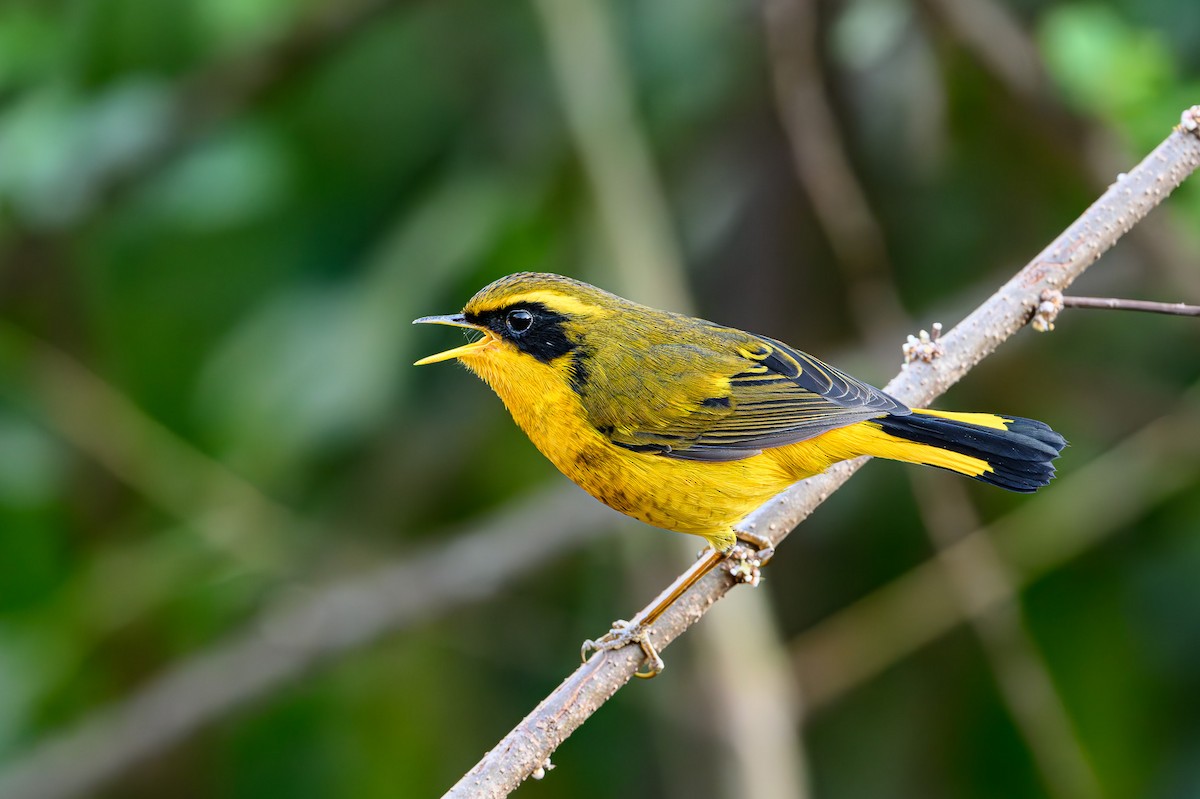 Golden Bush-Robin - ML617612662