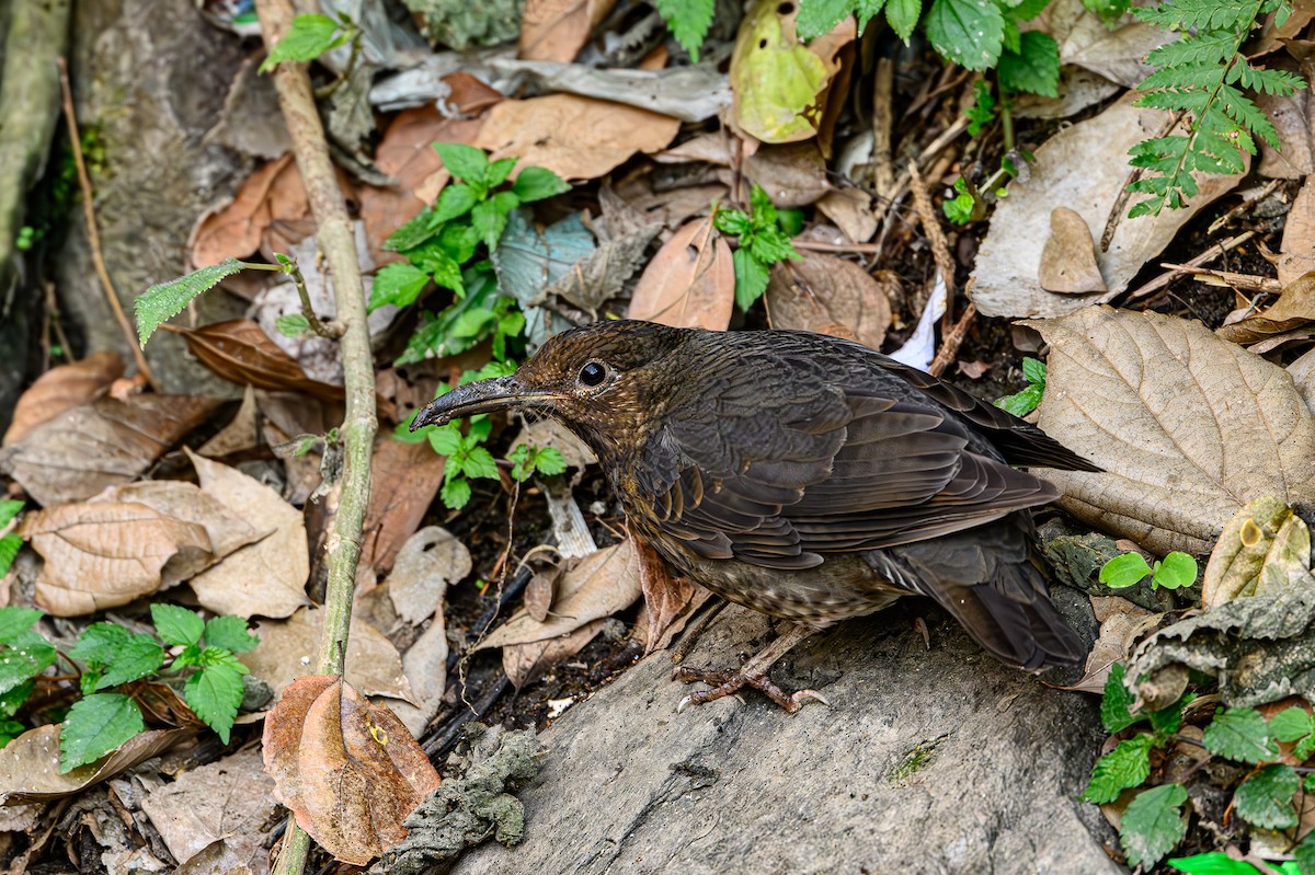 Long-billed Thrush - ML617612668