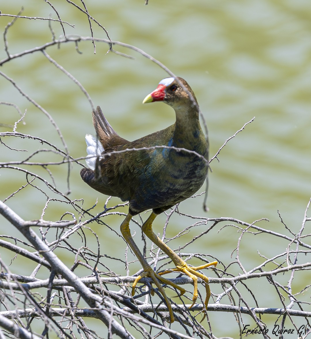 Purple Gallinule - ML617612683