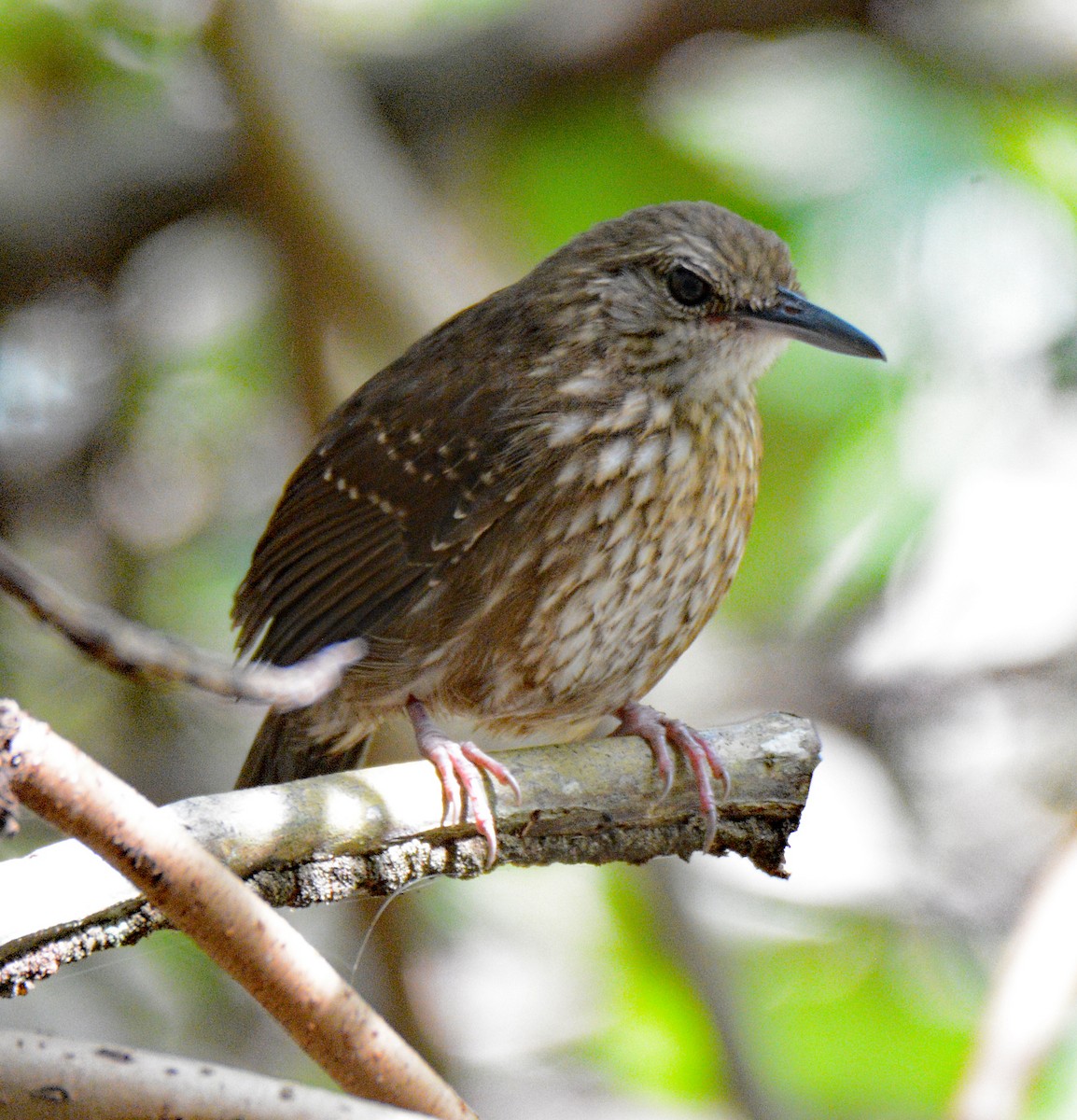 Silvered Antbird - ML617612694