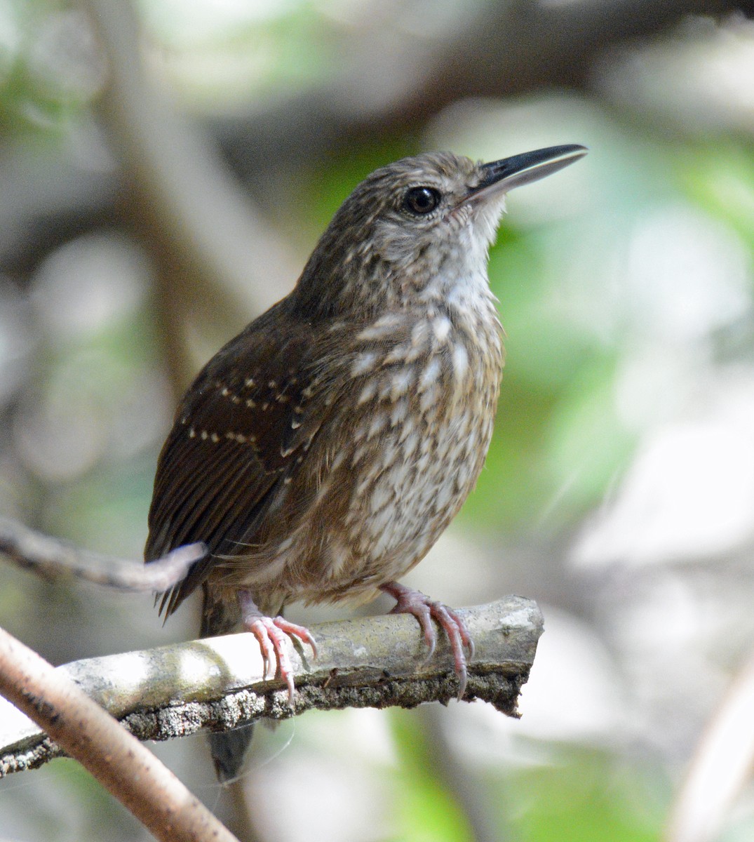 Silvered Antbird - ML617612696