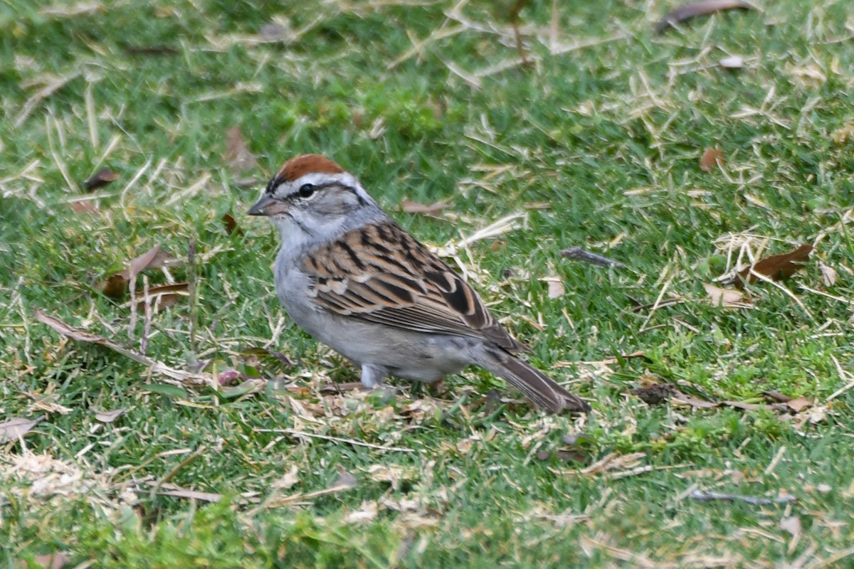 Chipping Sparrow - ML617612750