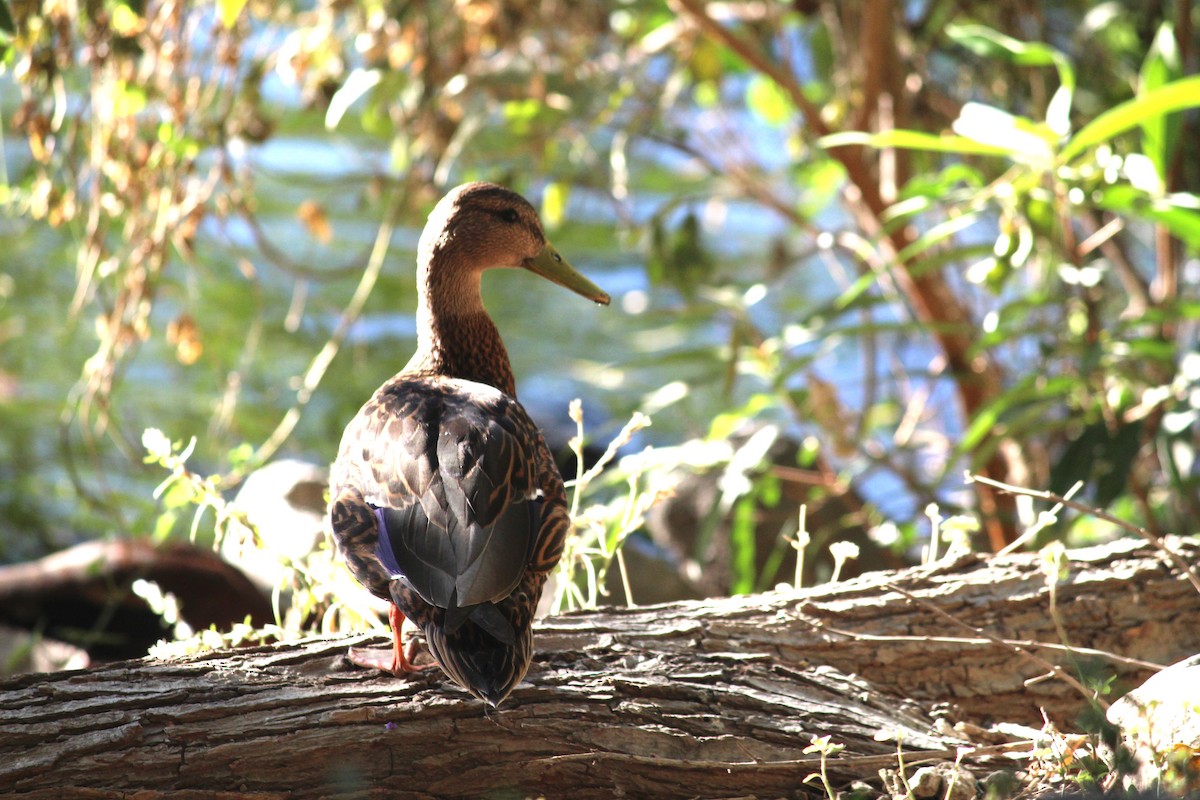 Canard du Mexique - ML617612782