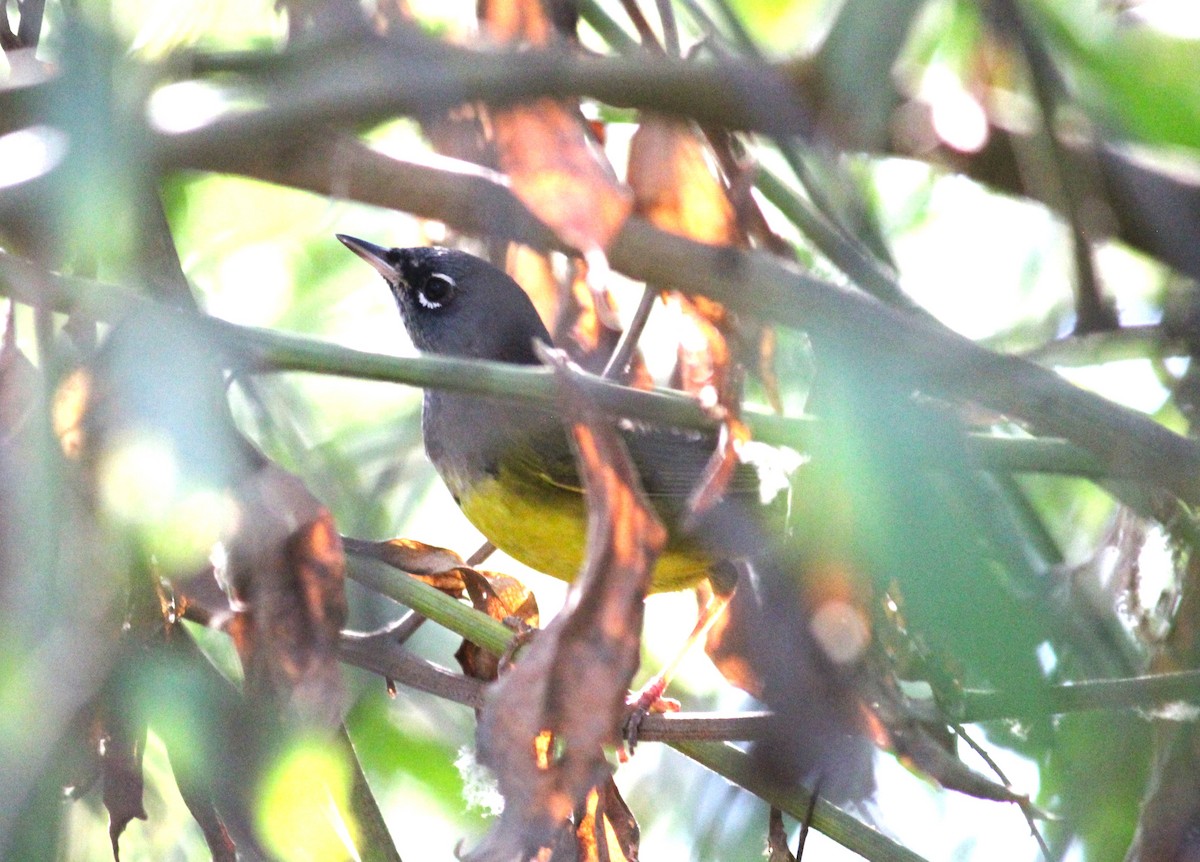 MacGillivray's Warbler - ML617612789