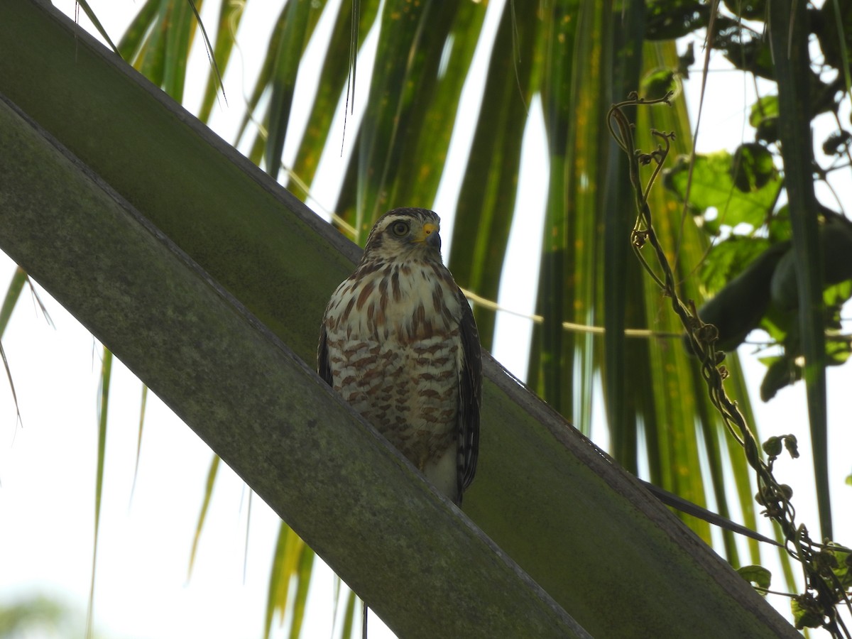 Roadside Hawk - ML617612807