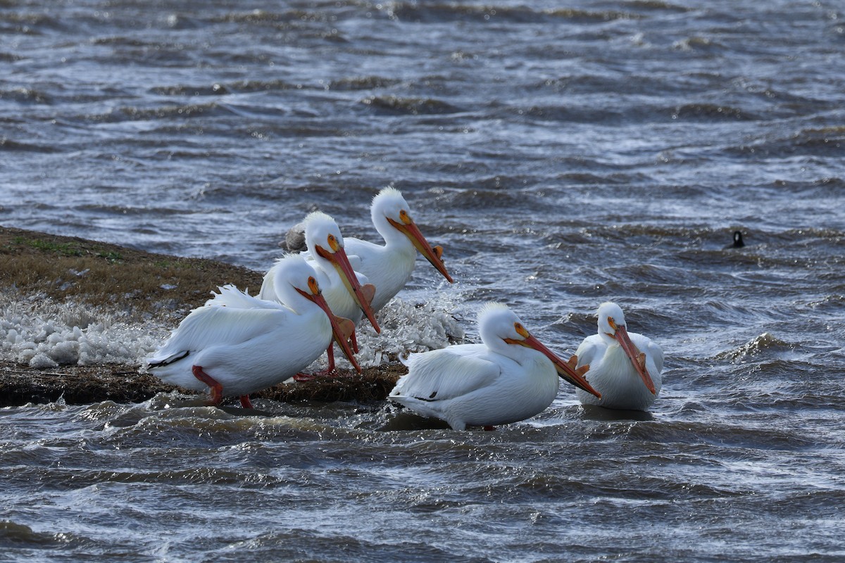 American White Pelican - ML617612833