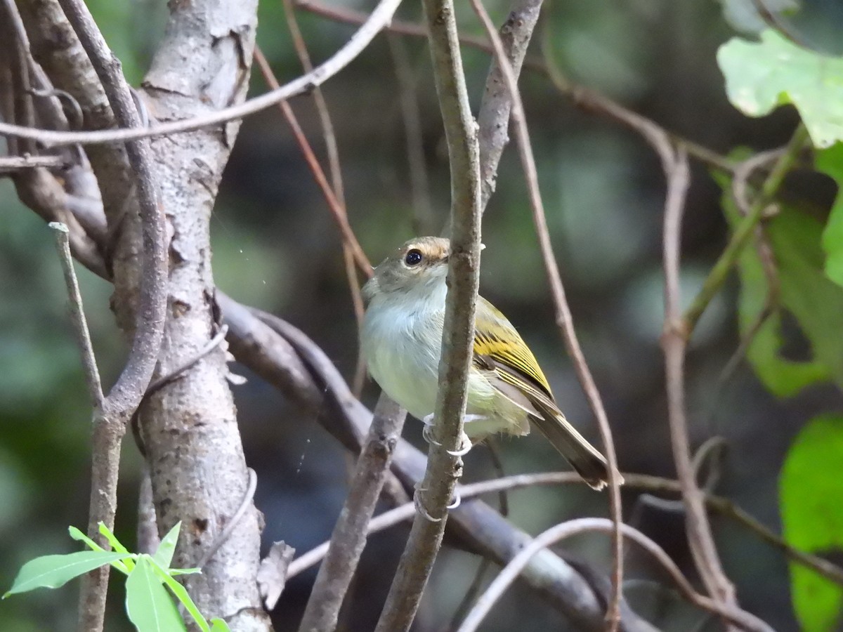 Rusty-fronted Tody-Flycatcher - Iza Alencar