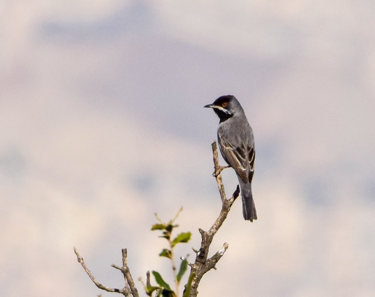 Rüppell's Warbler - ML617612962