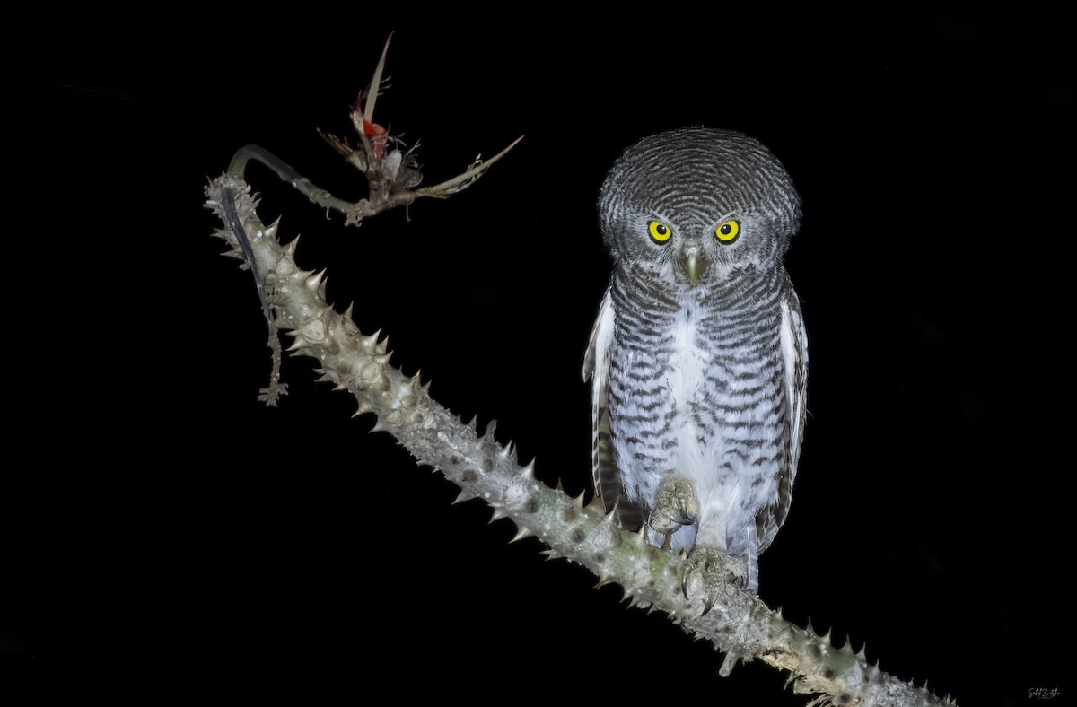 Jungle Owlet - ML617612965