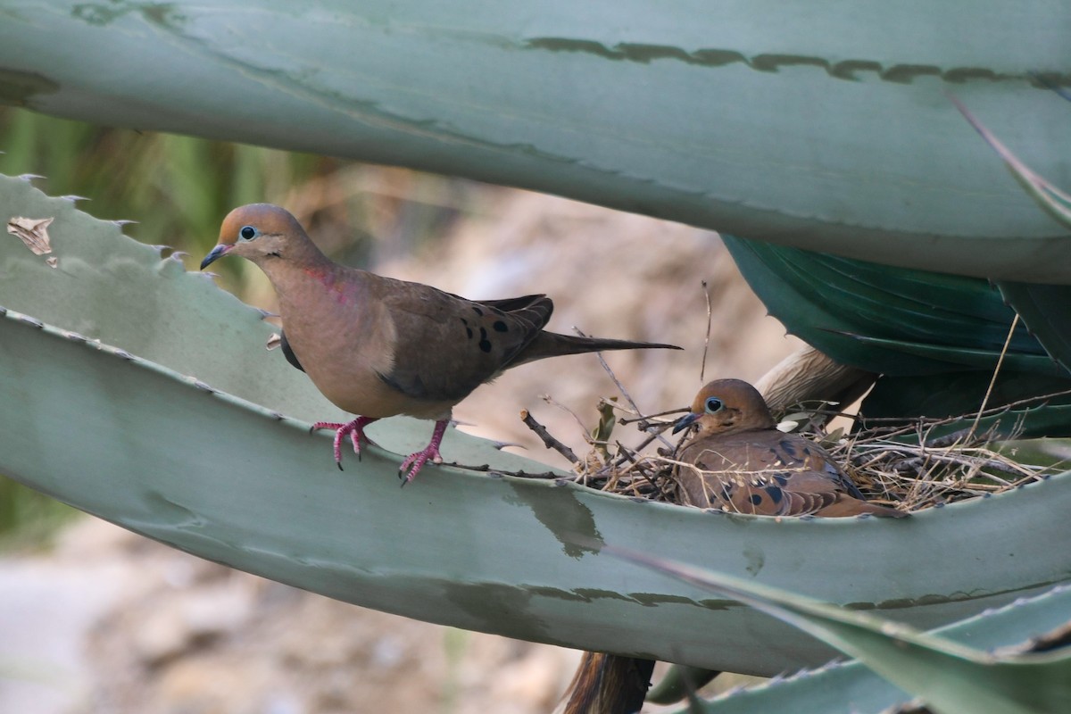 Mourning Dove - Valeria Hernández Campos