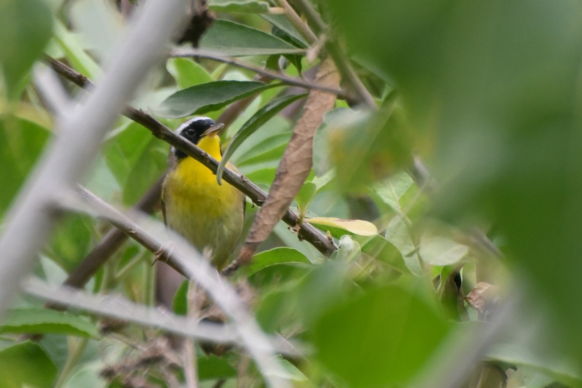 Common Yellowthroat - Valeria Hernández Campos