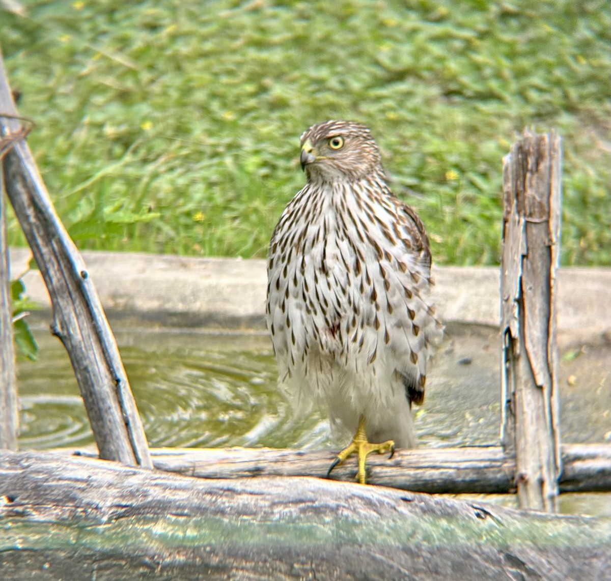 Cooper's Hawk - ML617612994