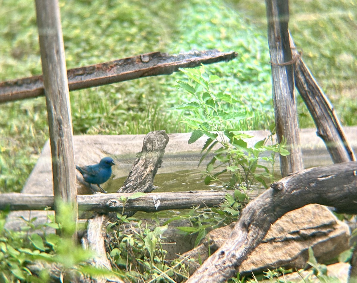 Indigo Bunting - ML617613002