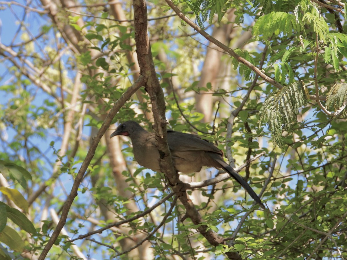 Plain Chachalaca - ML617613004