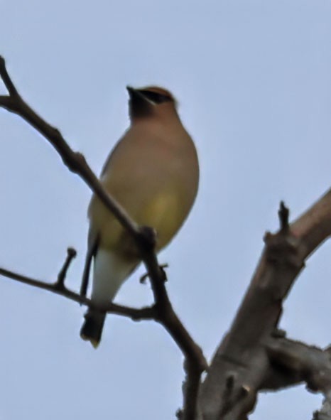 Cedar Waxwing - George Nothhelfer