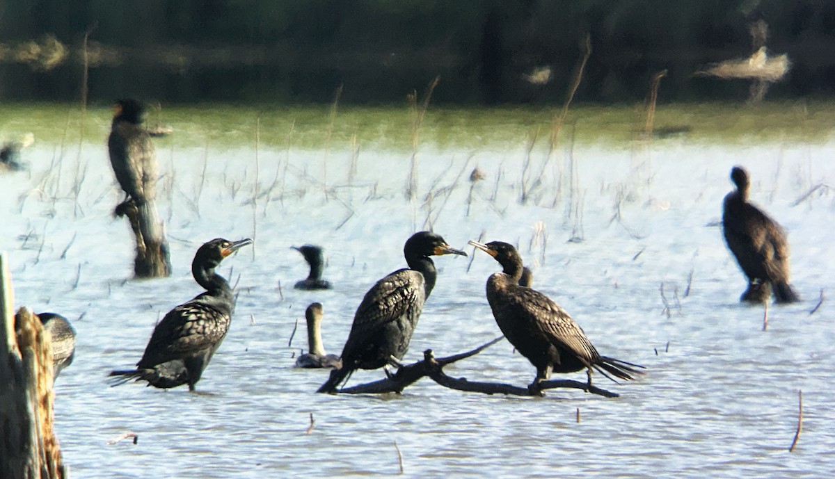 Double-crested Cormorant - Dennis Endicott