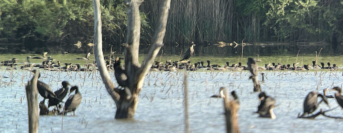 Double-crested Cormorant - Dennis Endicott