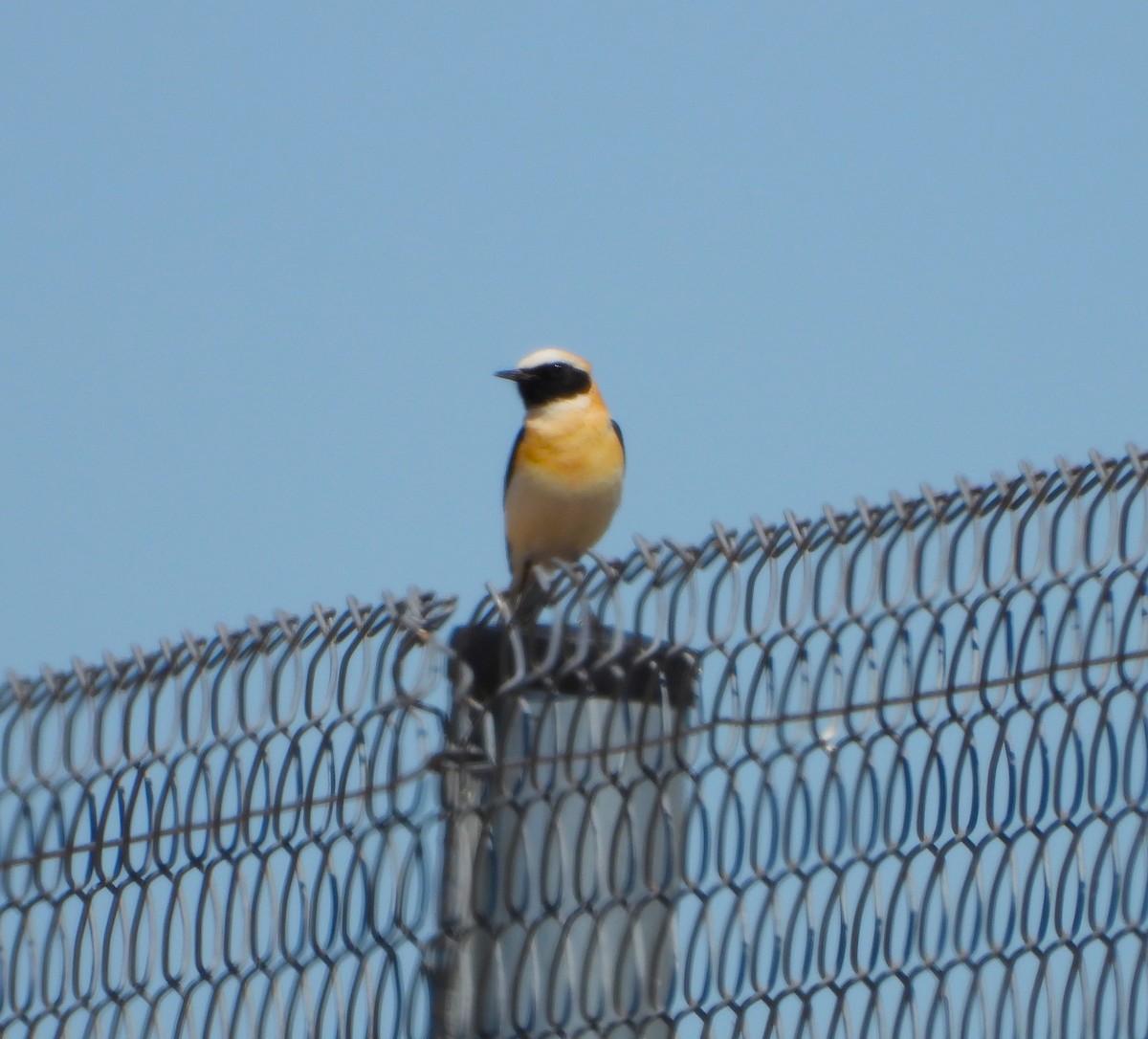 Western Black-eared Wheatear - ML617613071