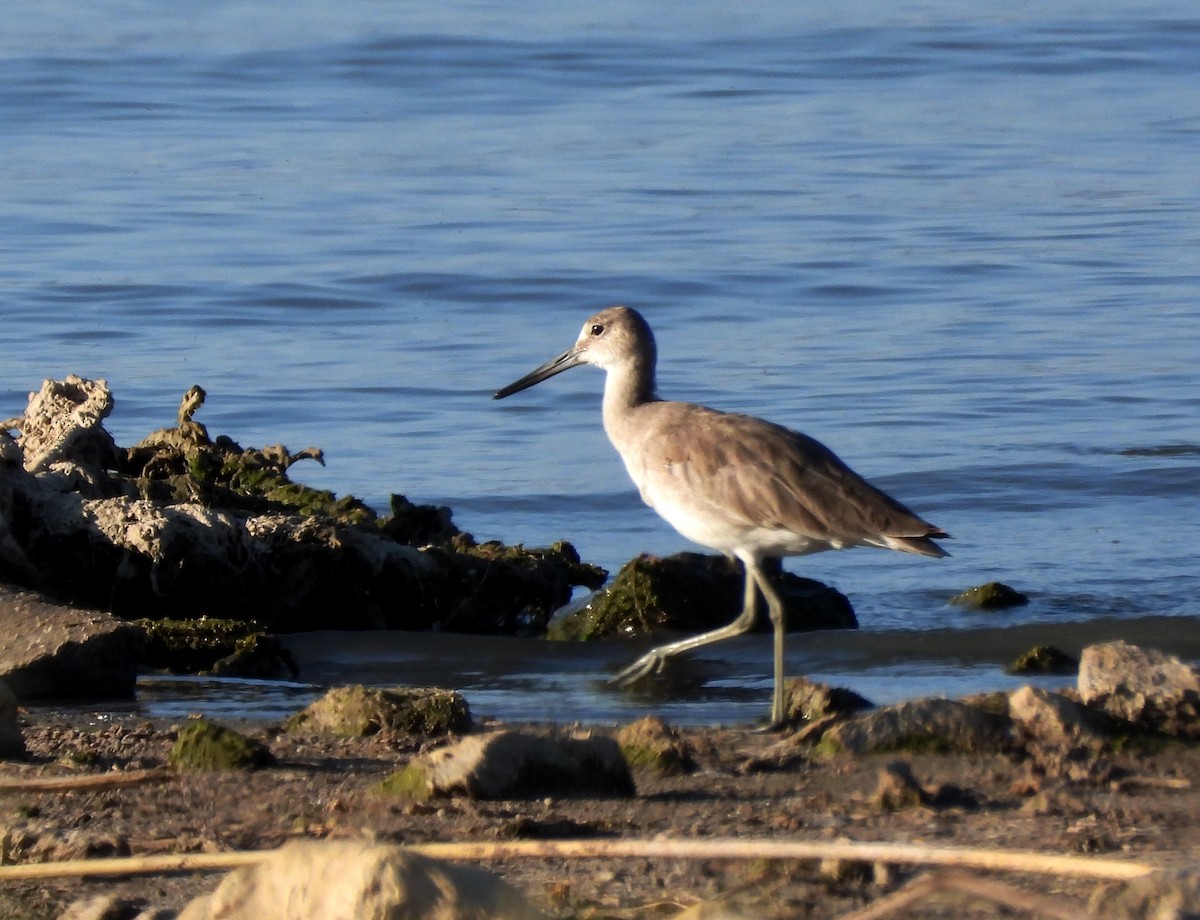 Willet - ML617613075