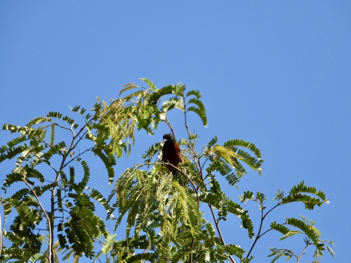 Orchard Oriole - Jose Antonio R Pasos Perez